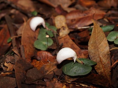 Corybas barbarae (A helmet orchid) — photo