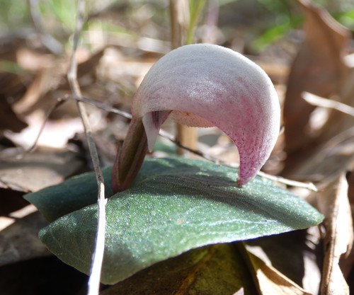 Corybas barbarae (A helmet orchid) — photo