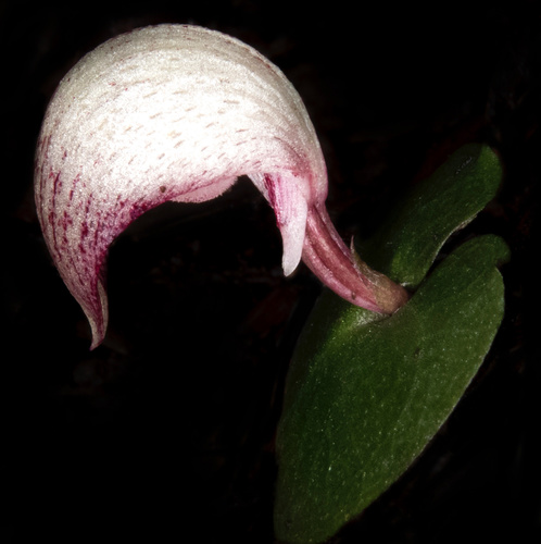 Corybas barbarae