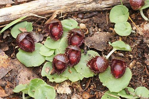 Corybas fimbriatus (Fringed helmet-orchid) — photo