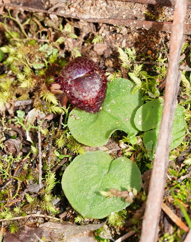 Corybas fimbriatus (Fringed helmet-orchid) — photo