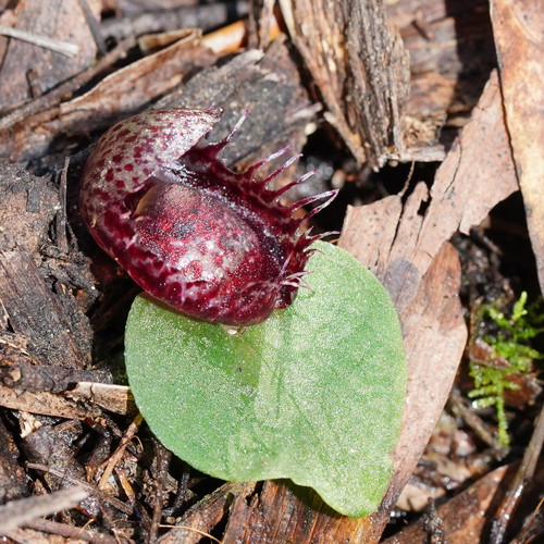 Corybas fimbriatus