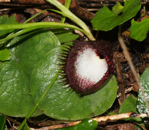 Corybas hispidus (Bristly helmet-orchid) — photo