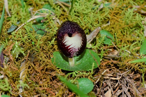 Corybas hispidus (Bristly helmet-orchid) — photo