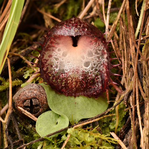 Corybas hispidus