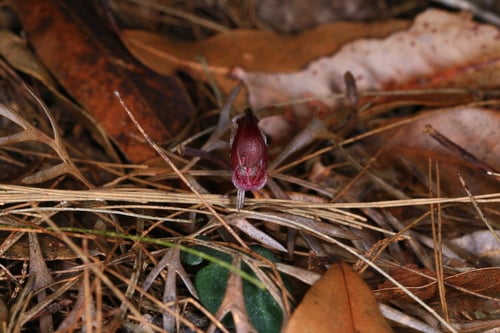 Corybas montanus (Mt Maroon helmet-orchid) — photo
