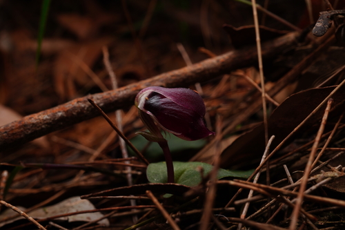 Corybas montanus (Mt Maroon helmet-orchid) — photo