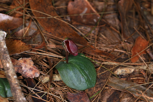 Corybas montanus