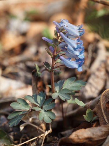 Corydalis ambigua — photo