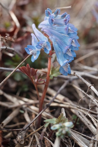Corydalis ambigua — photo