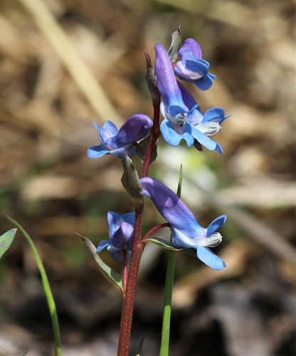 Corydalis ambigua