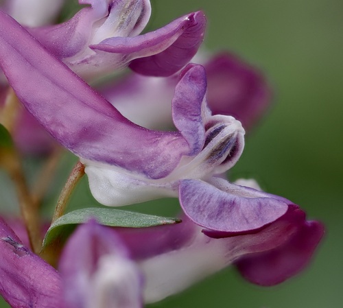 Corydalis bulbosa (Fumewort) — photo