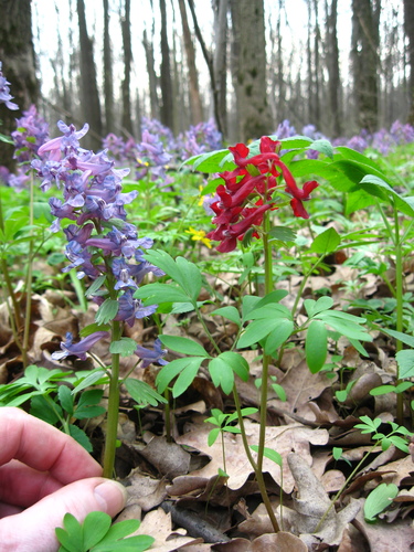 Corydalis bulbosa