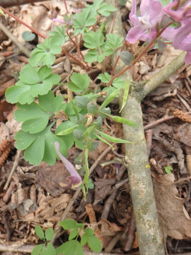 Corydalis caucasica — photo