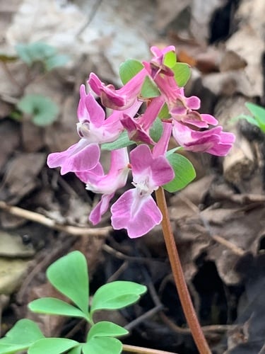Corydalis caucasica