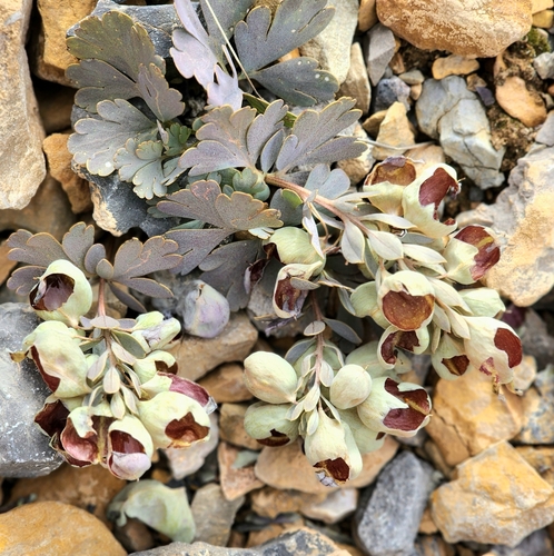 Corydalis crassifolia — photo