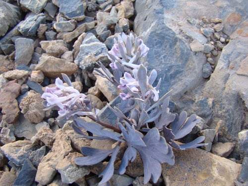 Corydalis crassifolia