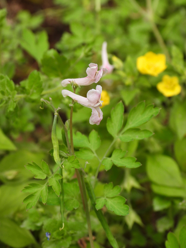 Corydalis edulis — photo