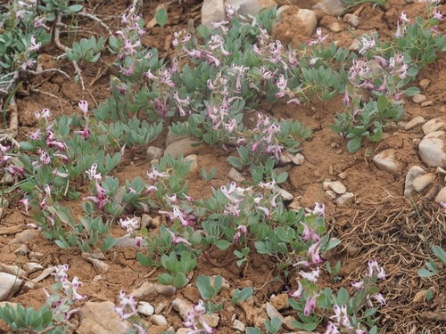 Corydalis erdelii — photo