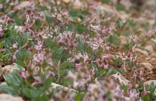 Corydalis erdelii — photo