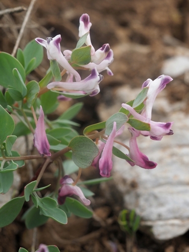 Corydalis erdelii