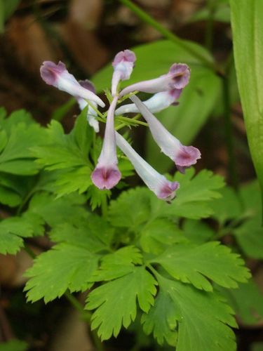 Corydalis incisa