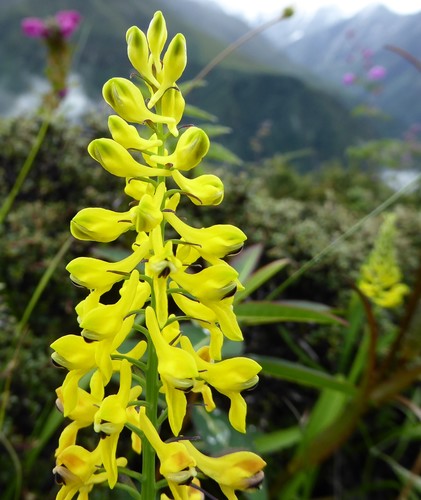 Corydalis juncea — photo