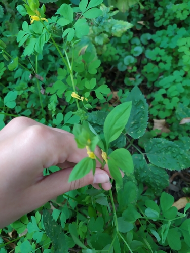 Corydalis ochotensis — photo