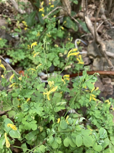 Corydalis ochotensis