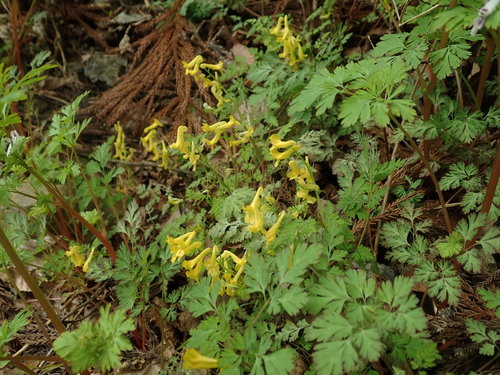 Corydalis pallida — photo