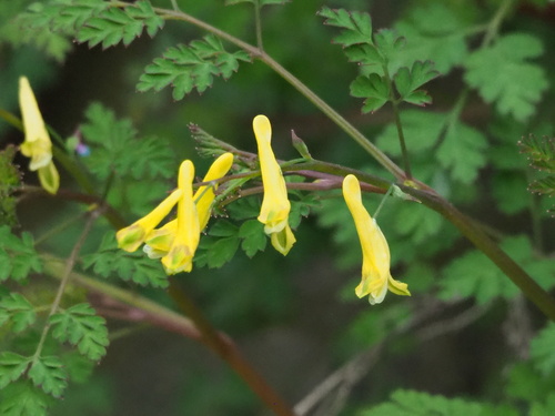 Corydalis pallida