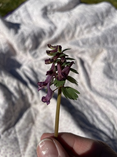 Corydalis solida (Fumewort) — photo