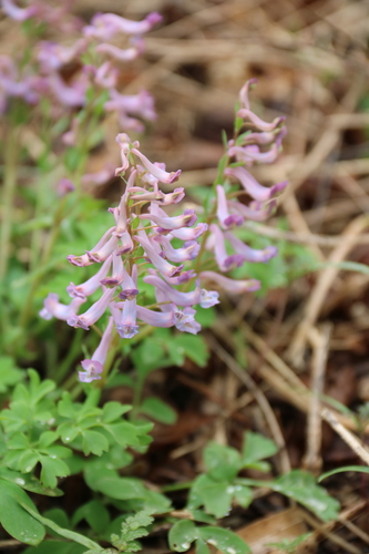 Corydalis turtschaninovii (Hyonhosaek) — photo