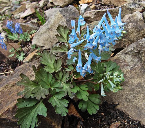 Corydalis turtschaninovii
