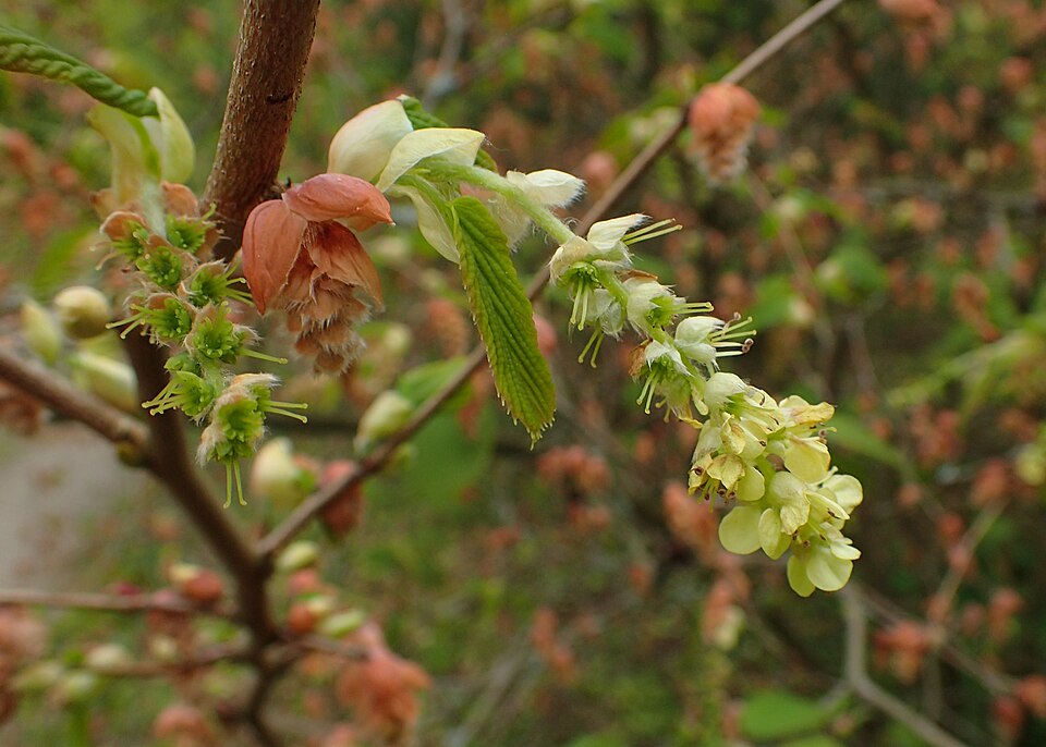 Corylopsis himalayana (Himalayan winter hazel) — photo