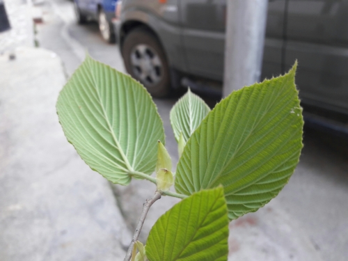 Corylopsis himalayana var. griffithii