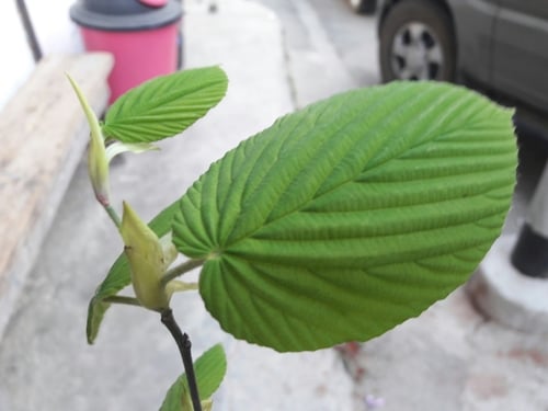 Corylopsis himalayana var. griffithii (Buttercup witch hazel) — photo