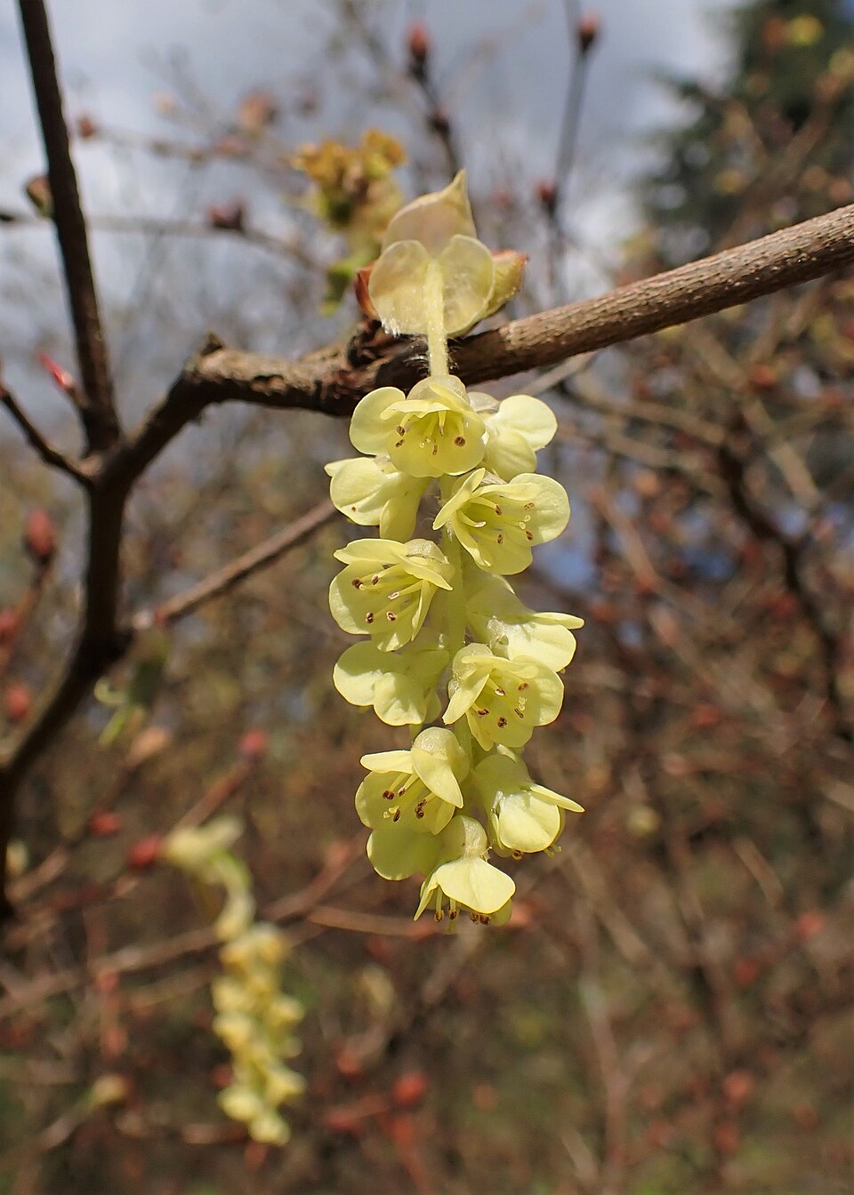 Corylopsis himalayana var. griffithii (Buttercup witch hazel) — photo