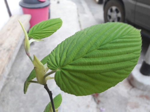 Corylopsis himalayana (Himalayan winter hazel) — photo