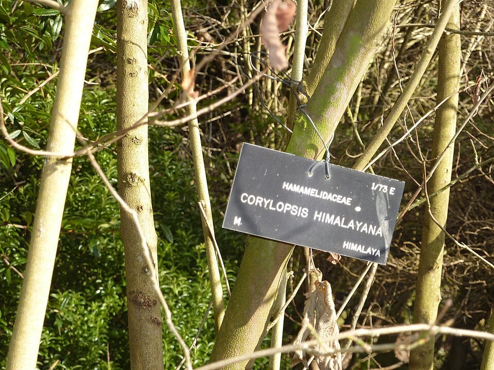 Corylopsis himalayana