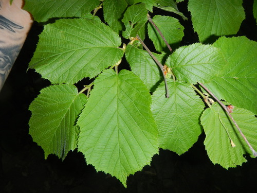 Corylus americana (American Hazelnut) — photo