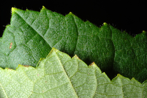 Corylus americana (American Hazelnut) — photo