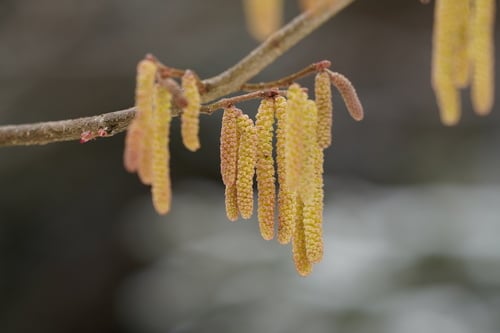 Hazel nuts