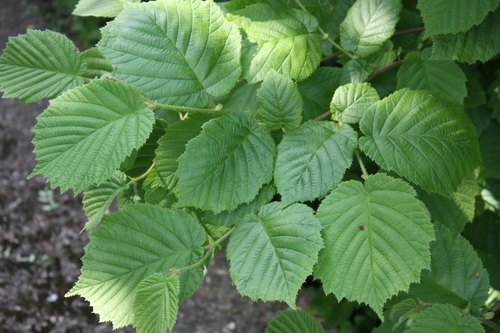 Corylus avellana (Hazel nuts) — photo