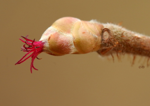 Corylus avellana var. pontica