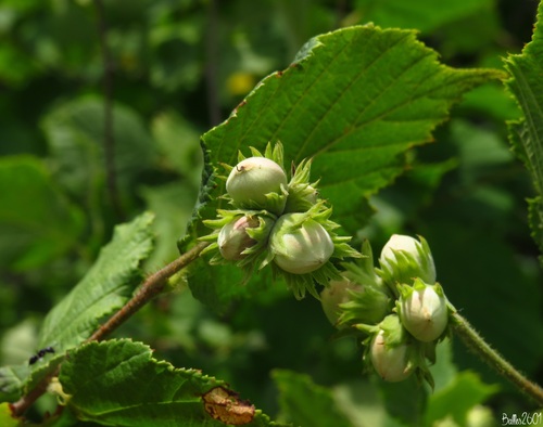 Corylus avellana (Hazel nuts) — photo