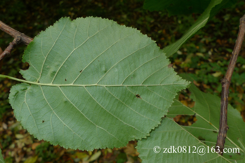 Corylus chinensis (Chinese hazel tree) — photo
