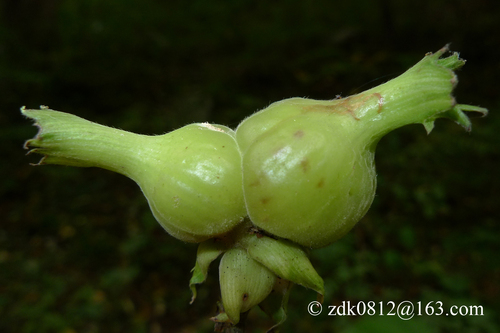 Corylus chinensis (Chinese hazel tree) — photo