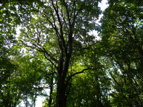 Corylus colurna (Turkish Hazel tree) — photo