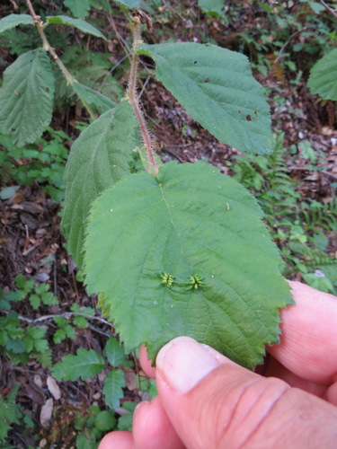 Corylus cornuta (Beaked hazelnut) — photo